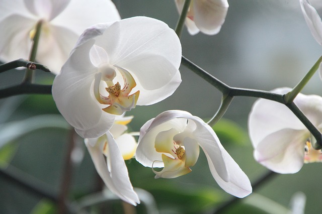 orchid 4780 640
